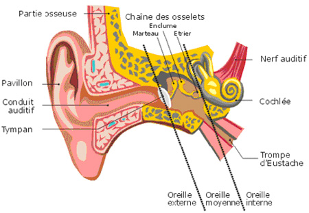Anatomie de l'oreille (orl)